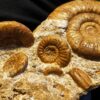 Sehr schöne Ammonitenstufe, Dogger, St. Laon, Frankreich  * reserviert *
