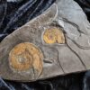 Platte mit zwei Ammoniten der Gattung, Tiltoniceras antiquus, Lias Holzmaden * reserviert *