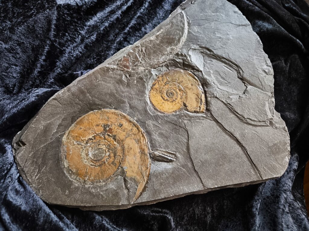 Platte mit zwei Ammoniten der Gattung, Tiltoniceras antiquus, Lias Holzmaden  * reserviert *