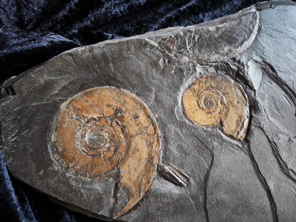 Platte mit zwei Ammoniten der Gattung, Tiltoniceras antiquus, Lias Holzmaden * reserviert *