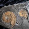 Platte mit zwei Ammoniten der Gattung, Tiltoniceras antiquus, Lias Holzmaden * reserviert *