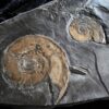 Platte mit zwei Ammoniten der Gattung, Tiltoniceras antiquus, Lias Holzmaden * reserviert *