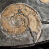 Platte mit zwei Ammoniten der Gattung, Tiltoniceras antiquus, Lias Holzmaden * reserviert *