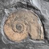 Platte mit zwei Ammoniten der Gattung, Tiltoniceras antiquus, Lias Holzmaden * reserviert *