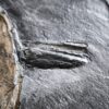 Platte mit zwei Ammoniten der Gattung, Tiltoniceras antiquus, Lias Holzmaden * reserviert *