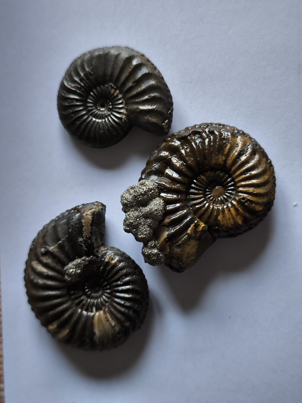 Drei Pleuroceras transiens, Lias, Reichenbach bei Aalen