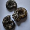 Drei Pleuroceras transiens, Lias, Reichenbach bei Aalen