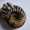 Drei Pleuroceras transiens, Lias, Reichenbach bei Aalen