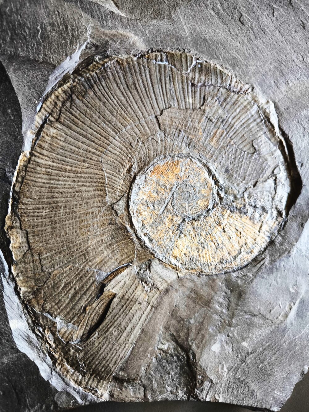 Platte mit Lytoceras ceratophagum, Lias, Holzmaden * reserviert *