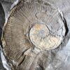 Platte mit Lytoceras ceratophagum, Lias, Holzmaden * reserviert *