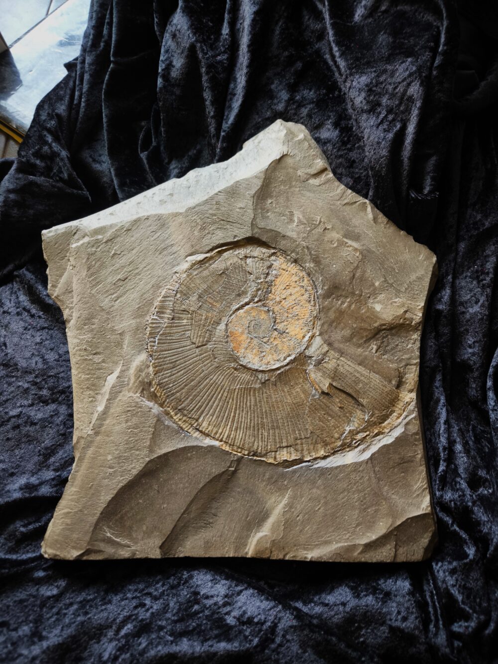 Platte mit Lytoceras ceratophagum, Lias, Holzmaden * reserviert *