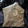 Platte mit Lytoceras ceratophagum, Lias, Holzmaden * reserviert *