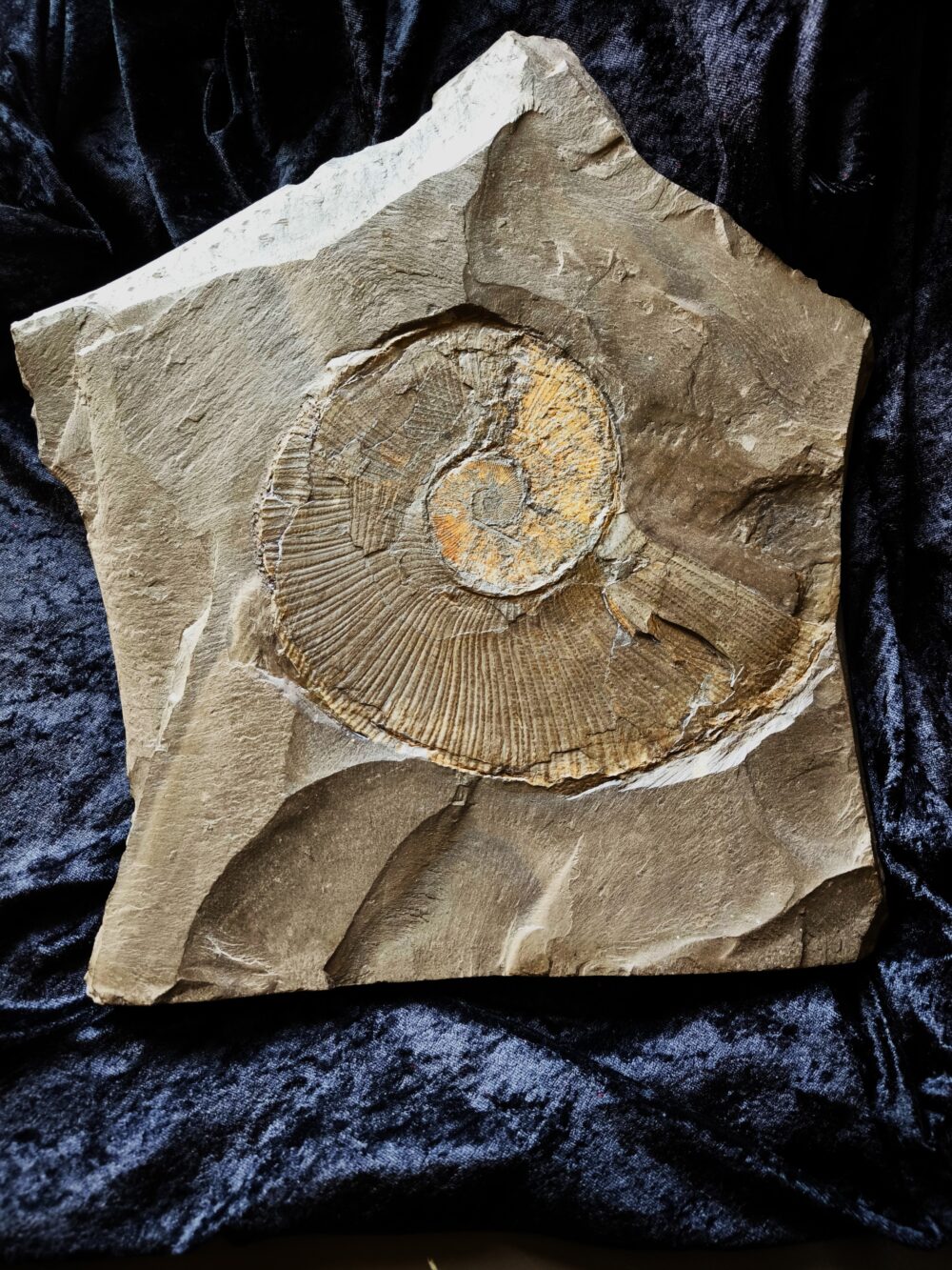 Platte mit Lytoceras ceratophagum, Lias, Holzmaden * reserviert *