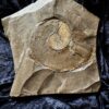 Platte mit Lytoceras ceratophagum, Lias, Holzmaden * reserviert *