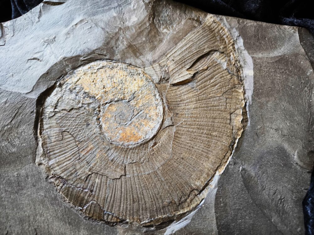 Platte mit Lytoceras ceratophagum, Lias, Holzmaden * reserviert *