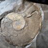 Platte mit Lytoceras ceratophagum, Lias, Holzmaden * reserviert *