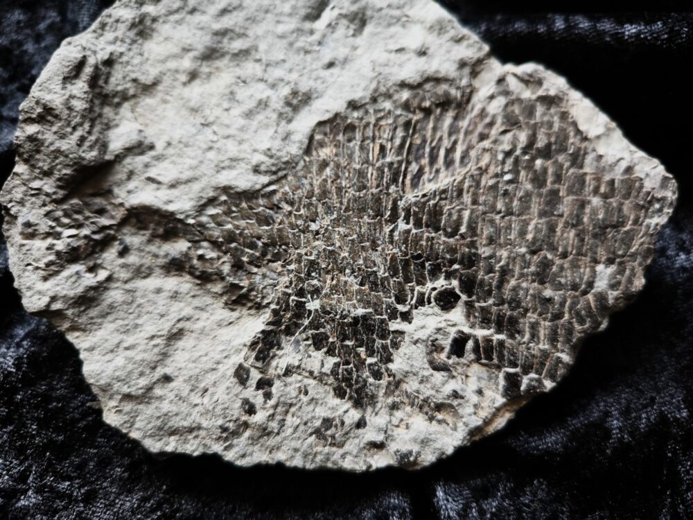 Schmelzschuppenfisch, Dapedium, Lias, Holzmaden