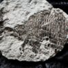 Schmelzschuppenfisch, Dapedium, Lias, Holzmaden