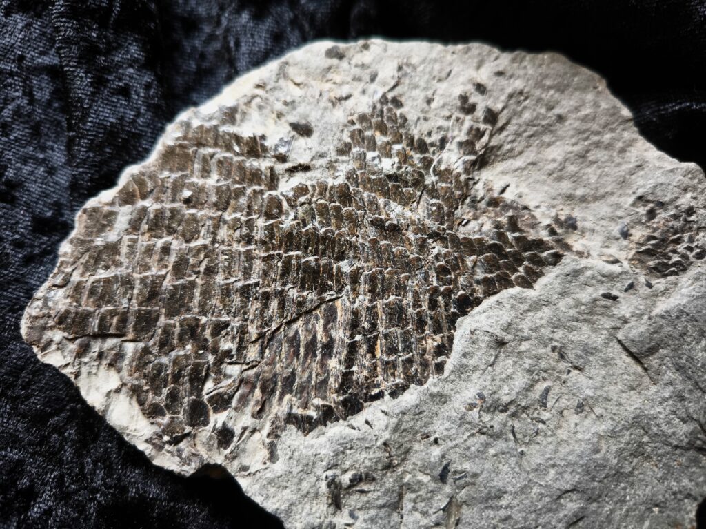 Schmelzschuppenfisch, Dapedium, Lias, Holzmaden