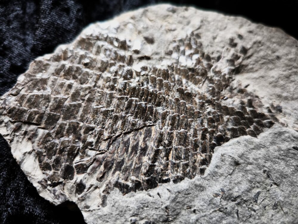 Schmelzschuppenfisch, Dapedium, Lias, Holzmaden