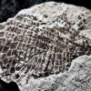 Schmelzschuppenfisch, Dapedium, Lias, Holzmaden