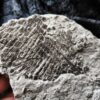 Schmelzschuppenfisch, Dapedium, Lias, Holzmaden