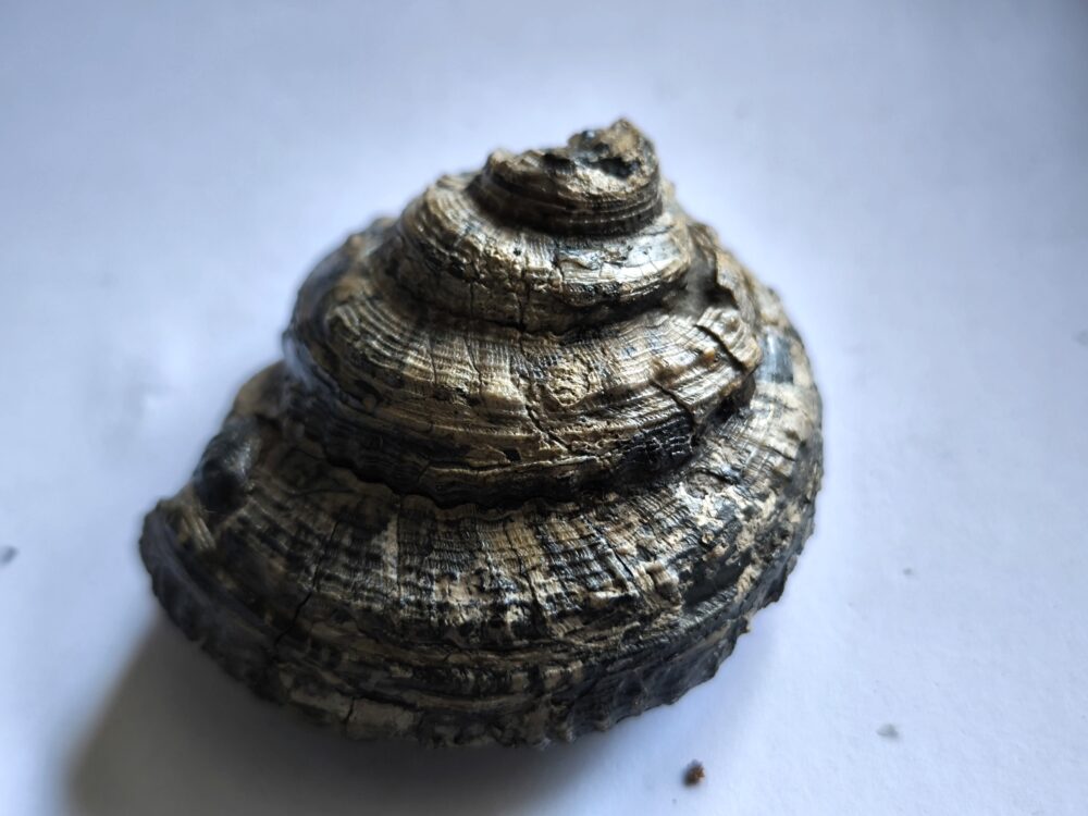 Schnecke, Pleurotomaria, Lias, Reichenbach bei Aalen