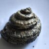 Schnecke, Pleurotomaria, Lias, Reichenbach bei Aalen