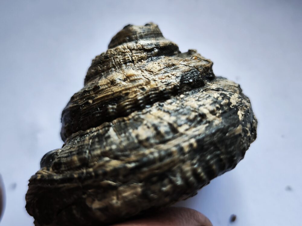 Schnecke, Pleurotomaria, Lias, Reichenbach bei Aalen