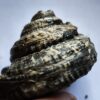 Schnecke, Pleurotomaria, Lias, Reichenbach bei Aalen