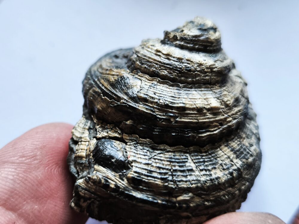 Schnecke, Pleurotomaria, Lias, Reichenbach bei Aalen