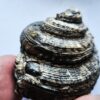 Schnecke, Pleurotomaria, Lias, Reichenbach bei Aalen