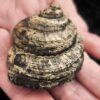 Schnecke, Pleurotomaria, Lias, Reichenbach bei Aalen