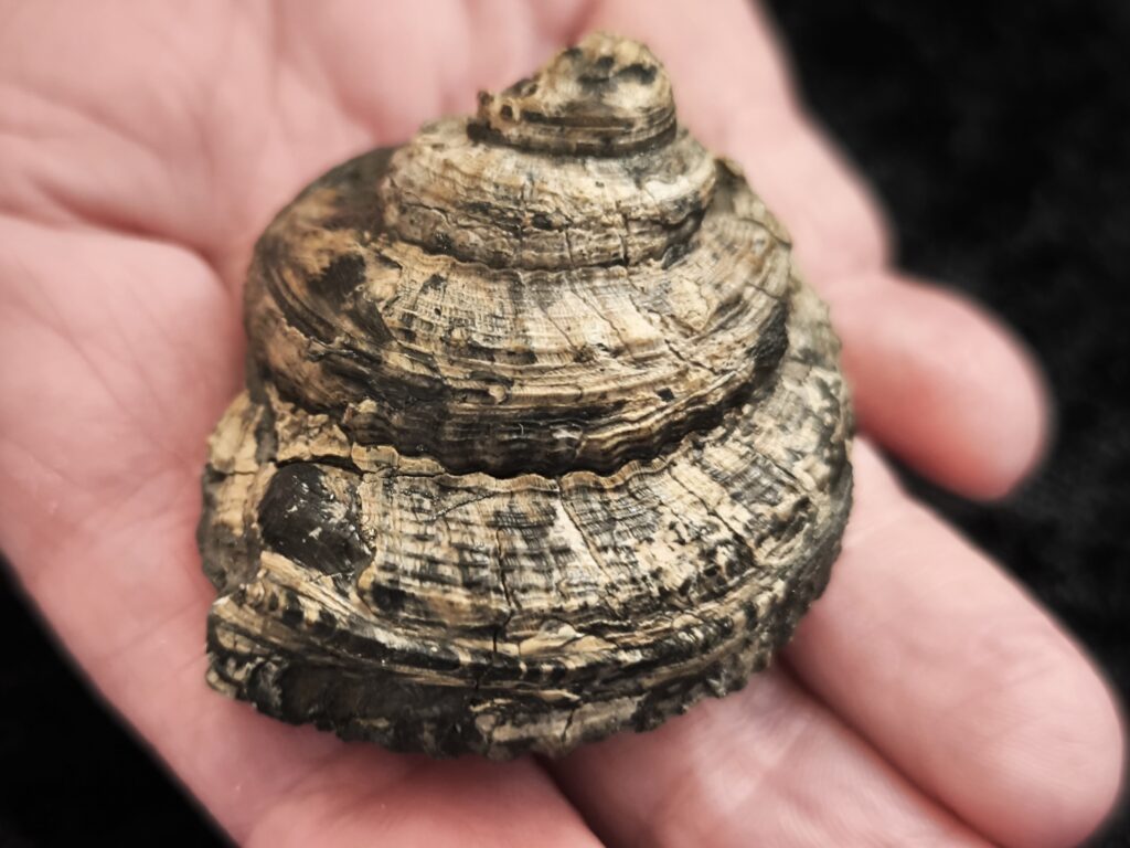Schnecke, Pleurotomaria, Lias, Reichenbach bei Aalen