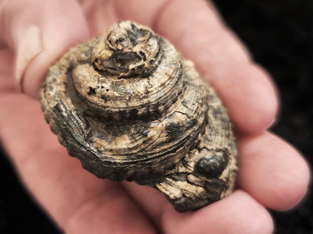 Schnecke, Pleurotomaria, Lias, Reichenbach bei Aalen