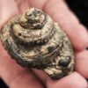 Schnecke, Pleurotomaria, Lias, Reichenbach bei Aalen