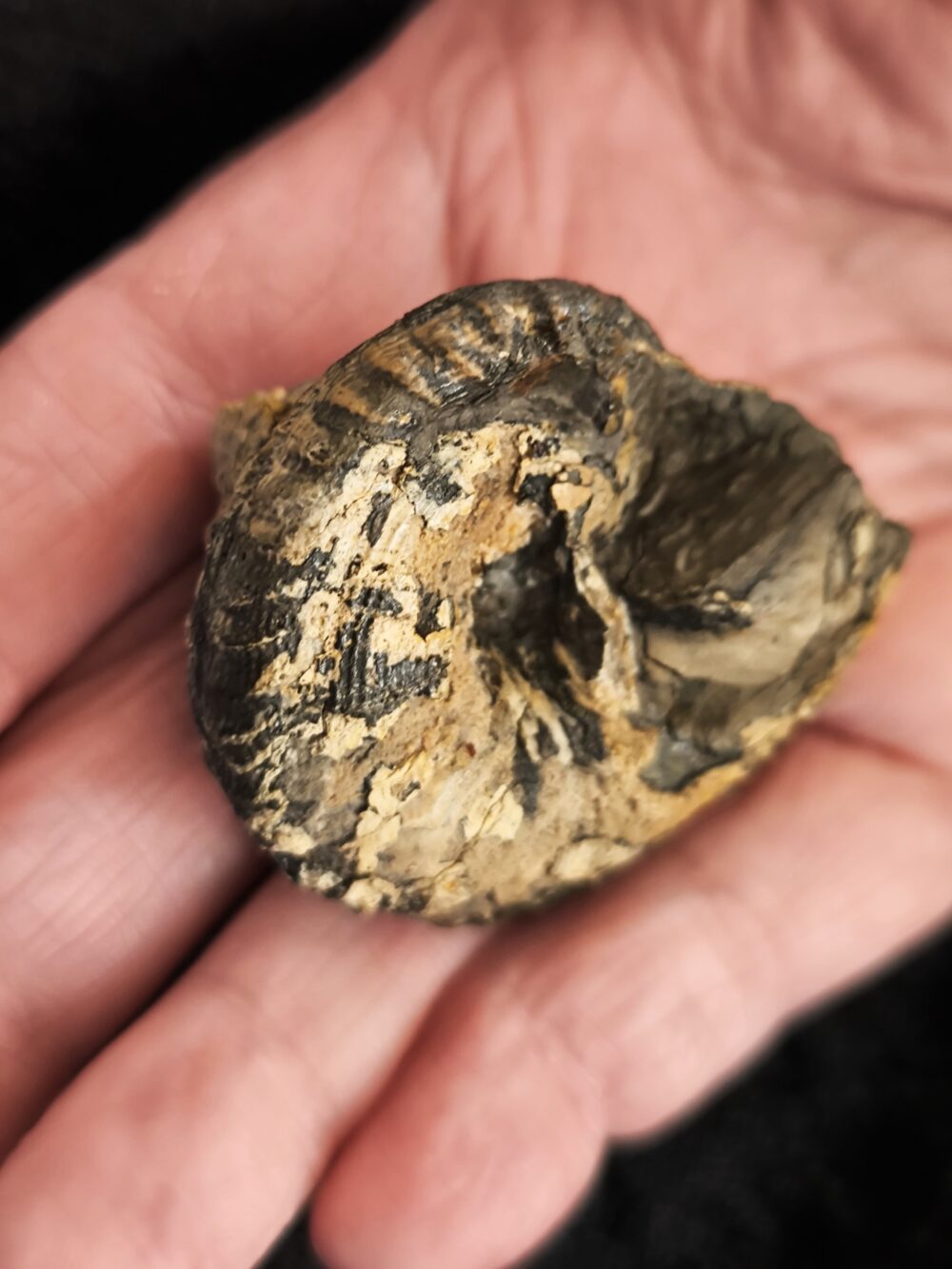 Schnecke, Pleurotomaria, Lias, Reichenbach bei Aalen