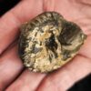 Schnecke, Pleurotomaria, Lias, Reichenbach bei Aalen