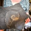 Platte mit Lytoceras ceratophagum, Lias, Holzmaden * reserviert *
