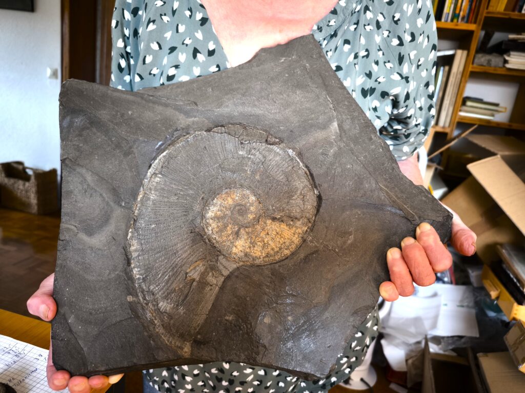 Platte mit Lytoceras ceratophagum, Lias, Holzmaden  * reserviert *