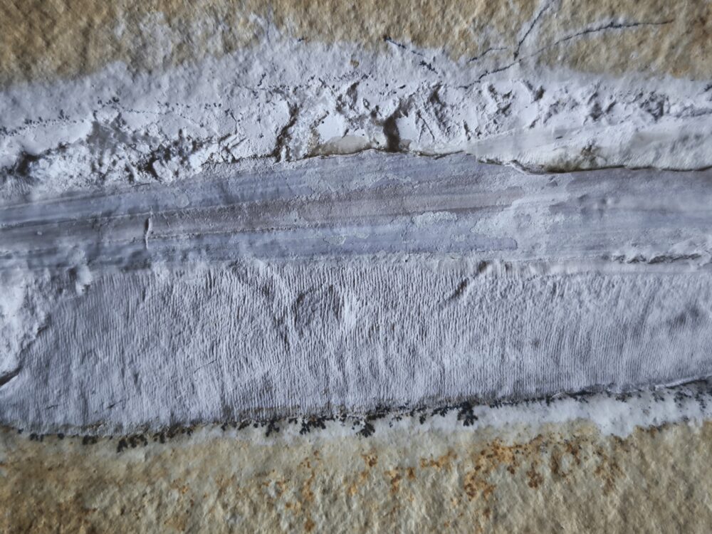 schöner Tintenfisch, Pesioteuthis prisca, Malm, Eichstätt