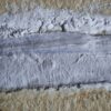 schöner Tintenfisch, Pesioteuthis prisca, Malm, Eichstätt