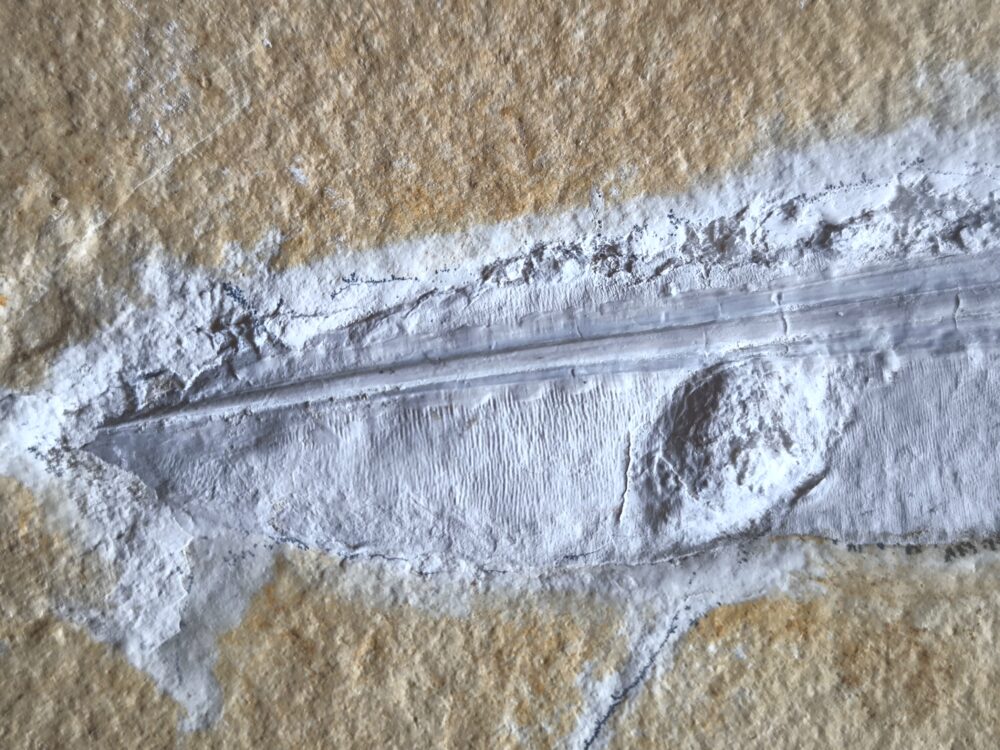 schöner Tintenfisch, Pesioteuthis prisca, Malm, Eichstätt