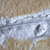 schöner Tintenfisch, Pesioteuthis prisca, Malm, Eichstätt