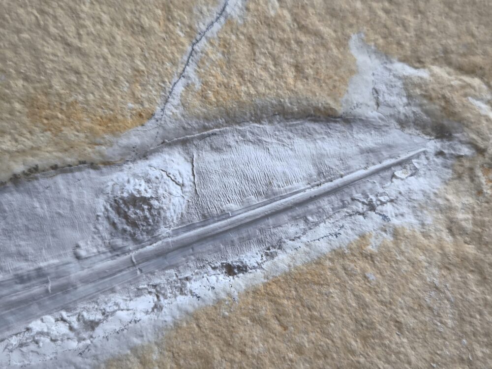 schöner Tintenfisch, Pesioteuthis prisca, Malm, Eichstätt