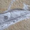 schöner Tintenfisch, Pesioteuthis prisca, Malm, Eichstätt