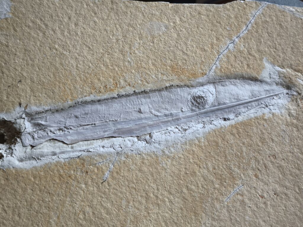 schöner Tintenfisch, Pesioteuthis prisca, Malm, Eichstätt
