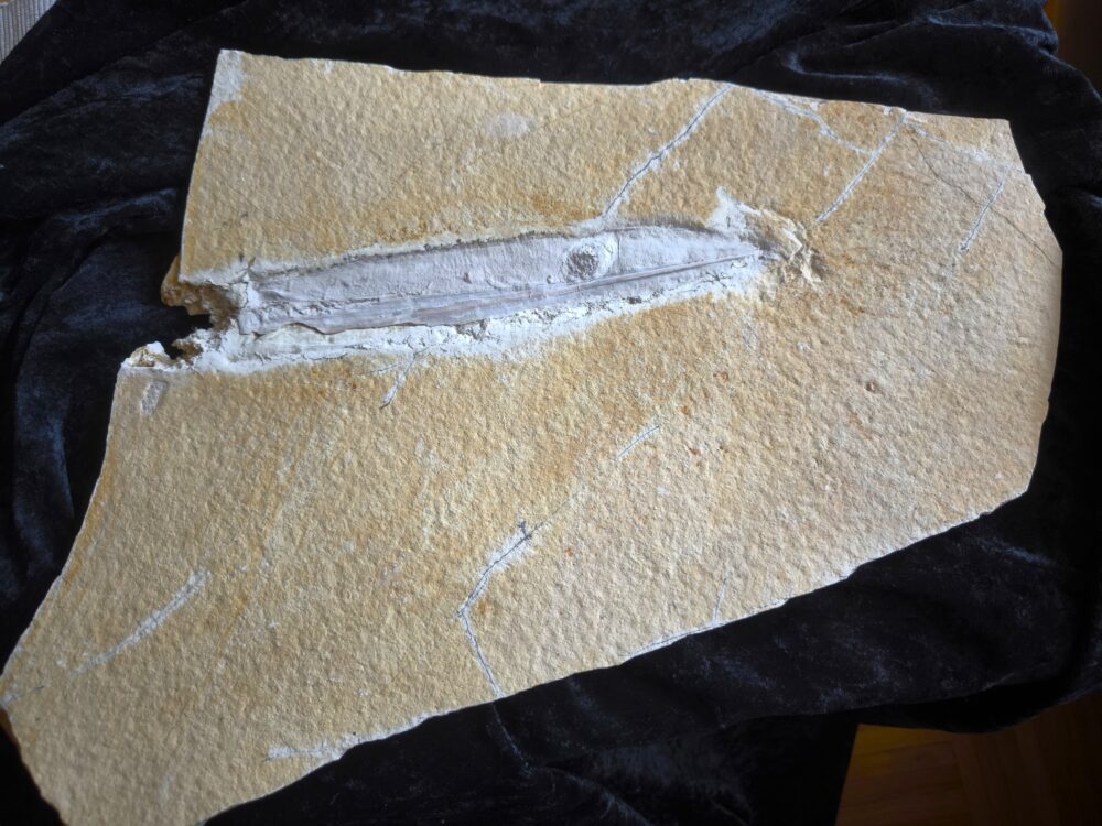 schöner Tintenfisch, Pesioteuthis prisca, Malm, Eichstätt