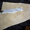 schöner Tintenfisch, Pesioteuthis prisca, Malm, Eichstätt