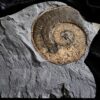 Harpoceras falcifer, Lias, Untertoarcium, Holzmaden * reserviert *